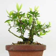 盆栽 皐月 樹高 約12cm さつき Rhododendron indicum サツキ ツツジ科 常緑樹 観賞用 小品 現品_画像4