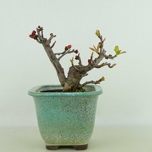 盆栽 寒木瓜 樹高 約8cm かんぼけ Chaenomeles speciosa カンボケ バラ科 ボケ属 落葉樹 観賞用 小品 現品