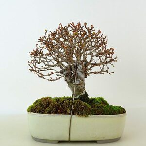 Дерево Bonsai Yukisaki высоко около 13 см Ulmus parvifolia nirekeyaki народное народное народное дерево падающее дерево