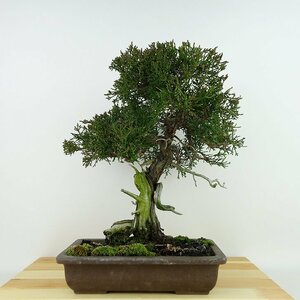 盆栽 真柏 樹高 約32cm しんぱく Juniperus chinensis シンパク ジン シャリ ヒノキ科 常緑樹 観賞用 現品