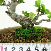 盆栽 寒木瓜 樹高 約14cm かんぼけ Chaenomeles speciosa カンボケ バラ科 ボケ属 落葉樹 観賞用 小品 現品_画像6