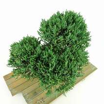 盆栽 真柏 樹高 約18cm しんぱく Juniperus chinensis シンパク ヒノキ科 常緑樹 観賞用 小品 現品_画像8