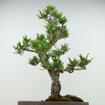 盆栽 松 寸松 黒松 樹高 約33cm くろまつ Pinus thunbergii クロマツ マツ科 常緑針葉樹 観賞用 現品_画像3