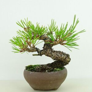 盆栽 松 黒松 樹高 約11cm くろまつ Pinus thunbergii クロマツ マツ科 常緑針葉樹 観賞用 小品 現品