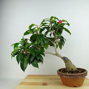 盆栽 椿 紅侘助 樹高 約31cm つばき Camellia japonica ツバキ 花物 ピンク ツバキ科 常緑樹 観賞用 現品