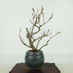 Bonsai Catanagi Tree Высота около 13 см Cat Yanagi Salix Gracillistyla nekoyani Pediatric