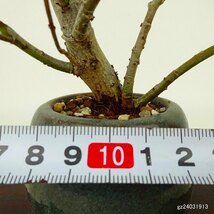 盆栽 猫柳 樹高 約13cm ねこやなぎ Salix gracilistyla ネコヤナギ ヤナギ科 ヤナギ属 落葉樹 観賞用 小品 現品_画像5