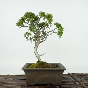 盆栽 真柏 樹高 約18cm しんぱく Juniperus chinensis シンパク “ジン シャリ” ヒノキ科 常緑樹 観賞用 小品 現品