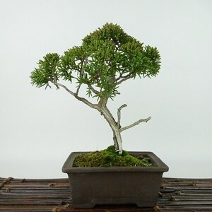 盆栽 真柏 樹高 約19cm しんぱく Juniperus chinensis シンパク “ジン シャリ” ヒノキ科 常緑樹 観賞用 小品 現品