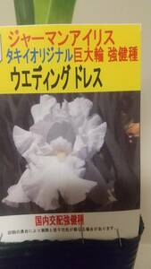 ①ウェディングドレス★タキイオリジナル巨大輪のジャーマンアイリスの苗球根★写真現物