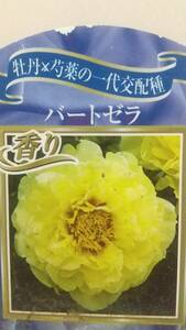 ①バードゼラ★牡丹×芍薬の大苗★写真現物