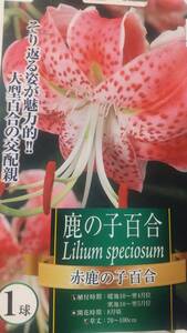 ④赤鹿の子百合の球根１球★写真より