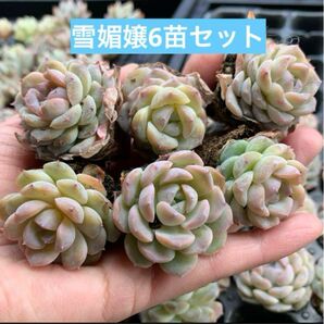 （6苗セット）多肉植物エケベリアプラグ苗雪媚嬢