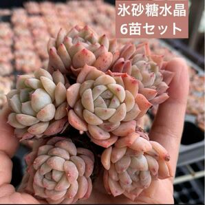 （6苗セット）多肉植物エケベリアプラグ苗氷砂糖水晶