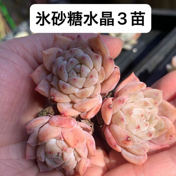 多肉植物エケベリアプラグ苗氷砂糖水晶多肉植物