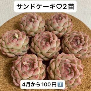 （2苗）多肉植物エケベリアサンドケーキ　カット苗