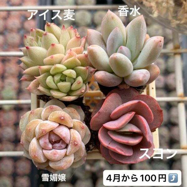 4苗多肉植物　エケベリア　プラグ苗セット