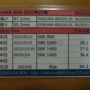 【TM_106】久留米血統オオクワガタ ♂85.3ｍｍ（少し訳あり） 単品の画像3