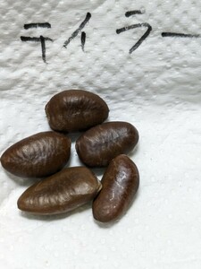 【訳あり】最終出品 ポポー「テイラー」種子 ５粒 pawpaw ポーポー 果樹 実生栽培に挑戦 種まき