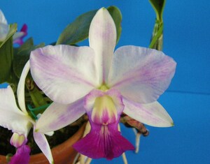 洋蘭 カトレア C.walkeriana flamea 'Nakata' 入賞花分け株 ③