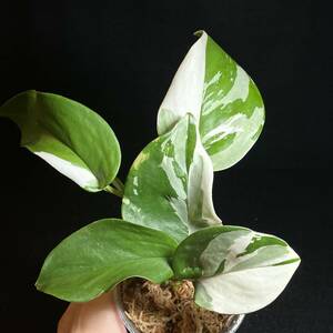 ☆希少 109. Scindapsus Treubii Moonlight Variegated スキンダプサス トレビー ムーンライト 斑入り 熱帯植物 希少種