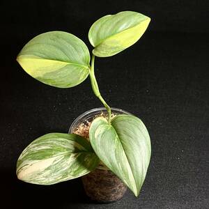 ☆レア 169. Scindapsus Rubicon Variegated スキンダプサス ルビコン 斑入り 熱帯植物 希少種