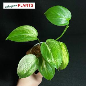 『希少』75. Scindapsus White Monster Variegated スキンダプサス ホワイトモンスター 斑入り インドネシア輸入株 熱帯植物 希少種