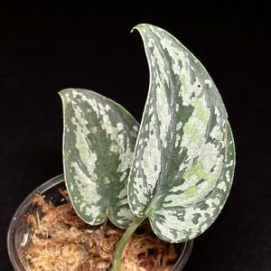 『希少』1. Scindapsus tricolor スキンダプサス トリカラー インドネシア輸入株 熱帯植物 希少種