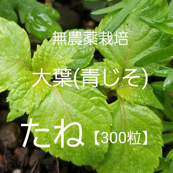 無農薬栽培　大葉　青じそ　種　300粒　野菜の種　シソ　翌日発送　大葉の種　紫蘇　しそ