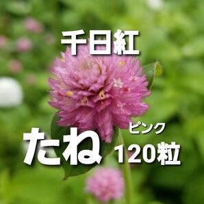 千日紅　ピンク　種　120粒　花の種　春まき　翌日発送　センニチコウ　みつばちの森