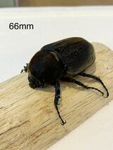 DHヘラクレスオオカブト メス2匹 ♀67mm ♀66mm 後食済_画像5