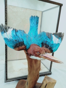 カワセミ？中国製　青い鳥　くちばし　青精美　ガラスケース　剥製　置物　190311