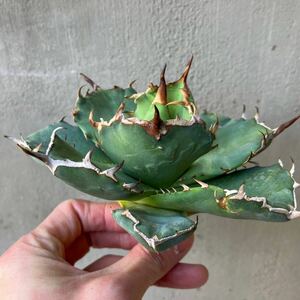 チタノタ Italy special ワイドリーフタイプ イタリア輸入 agave titanota オテロイ アガベ④