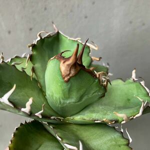 チタノタ 台湾実生選抜株 agave titanota オテロイ アガベ①