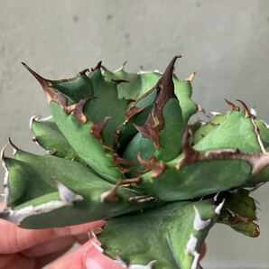 チタノタ 台湾実生選抜株 agave titanota オテロイ アガベ③の画像6