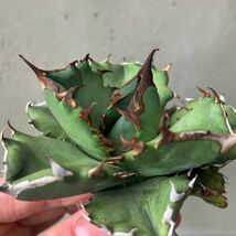 チタノタ 台湾実生選抜株 agave titanota オテロイ アガベ③_画像6