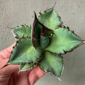 チタノタ 台湾実生選抜株 agave titanota オテロイ アガベ④の画像6