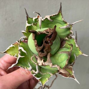 チタノタ 'BIG SPINE' タイ輸入株 agave titanota オテロイ アガベ 検)シーザーの画像6