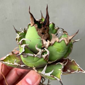 チタノタ 'BIG SPINE' タイ輸入株 agave titanota オテロイ アガベ 検)シーザー