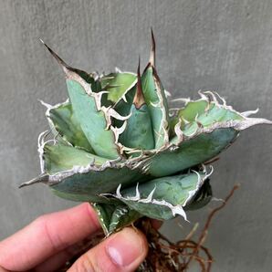 チタノタ 国内実生選抜株 agave titanota オテロイ アガベの画像2