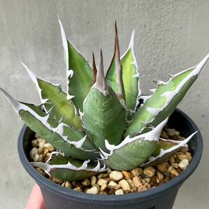 チタノタ 台湾実生選抜株 仔株 agave titanota オテロイ アガベの画像3