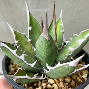 チタノタ 台湾実生選抜株 仔株 agave titanota オテロイ アガベの画像5