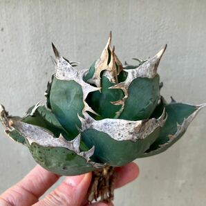 チタノタ US コレクション株 US輸入仔株 agave titanota オテロイ アガベ 検)SADの画像1