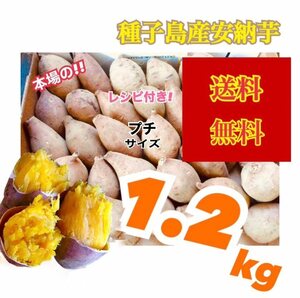 安納芋種子島産　プチサイズ1.2kg 熟成済み　栽培期間無農薬