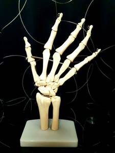 骨格模型 医療 病院 整骨院 ディスプレイ用 診察説明用 手関節模型 (総高:約25cm)