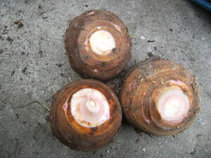 海老芋の親芋　2kg　エビイモ　唐の芋　えび芋　食用・種芋　