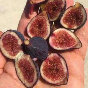 23-502 Figs Flower （ フィグス フラワー ） イチジク 苗木 Nikky コレクションの希少美味品種！今回のみです！の画像3
