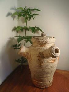 Микрос. Без отгрузки Shigaraki Ware Grilled Pots Pots Water Brewery Broken Выставка Hirotada Kota.