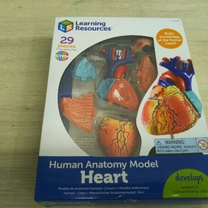 人体 パズル セット 模型 内臓 骨格 臓器 科学 human anatomy model Leaning Resources 心臓 頭脳の画像5