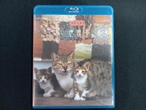 岩合光昭の世界ネコ歩き モロッコ・マラケシュ(Blu-ray Disc)_画像1